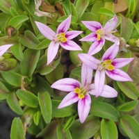 Hypsela reniformis